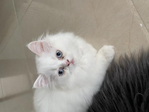 3 aylık minik british longhair yavrumuz