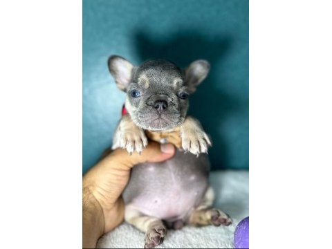 Lilac tan micro french bulldog yavrum