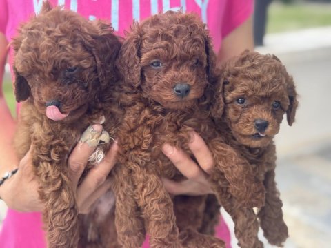 Show kalite toy poodle yavrular aşılı pasaportlu