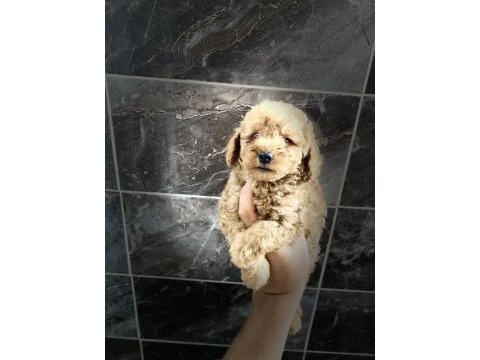 Orjinal maltipoo yavrular