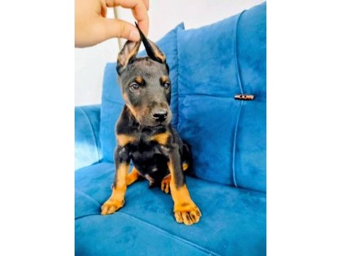 Siyah ve kızıl doberman yavruları