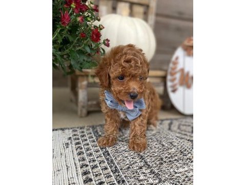 Toy poodle