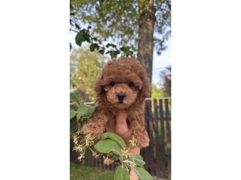 Toy poodle full aşılı