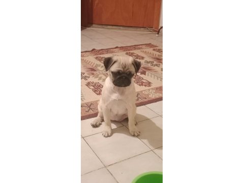 4 aylık aile köpeği pug