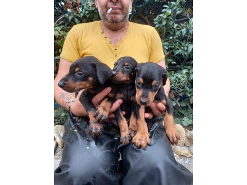 Secereli doberman yavrularım