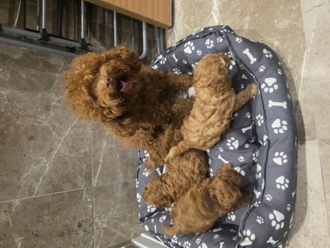 Anne ve 4 yavrusu ve 8 aylık kore erkek poodle