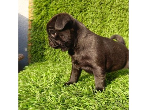 Siyah lekesiz pug mops