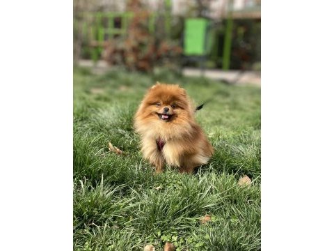 Gerçek ayı surat kaliteli dişi isteyenlere pomeranian