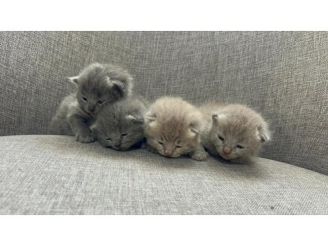 British shorthair yavrularım yuvalarını bekliyor