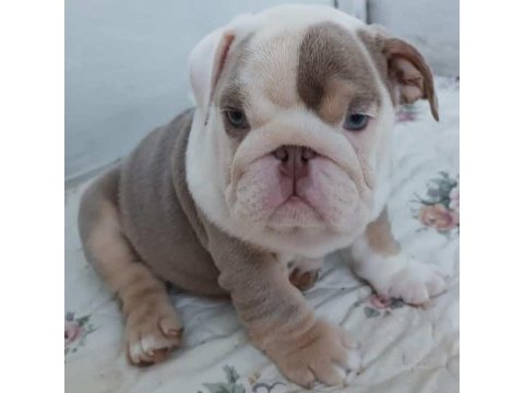 Sitenin en güzel ingiliz bulldog bebekleri