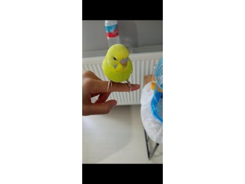 Yavru muhabbet kuşu