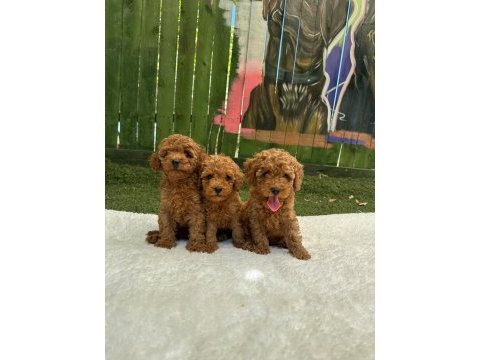 Safkan ırk garantili poodle bebekler