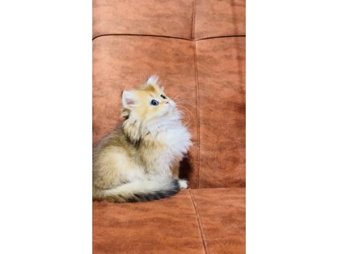Ny11 dişi 2 aylık british longhair