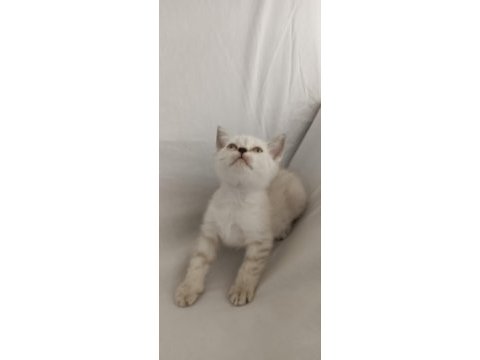 Yavru kedimiz yeni yuvasına gitmeye hazır