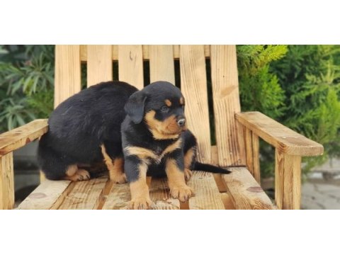 Macar koca kafa rottweiler yavrular