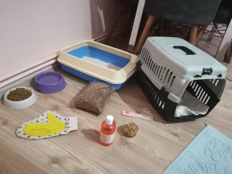 Siyam kedisi eğlenceli aile dolu