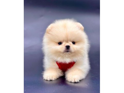 Ayı surat pomeranian