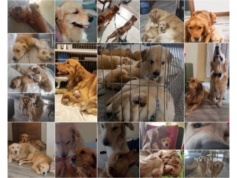 Orjinal ırk baby face golden retriever yavruları