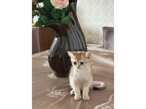 Golden british shorthair yavrular