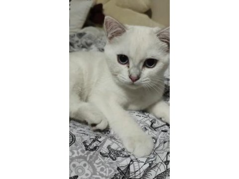 Pamuk british kedimiz