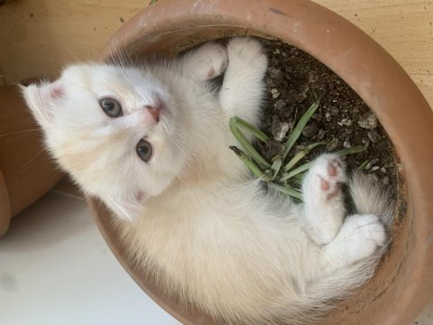 Scottish fold 2 aylık erkek