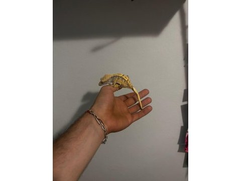 Crested gecko