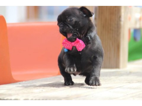 Black lekesiz pug bebeğimiz hazır
