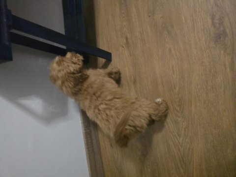 55 günlük toy poodle erkek
