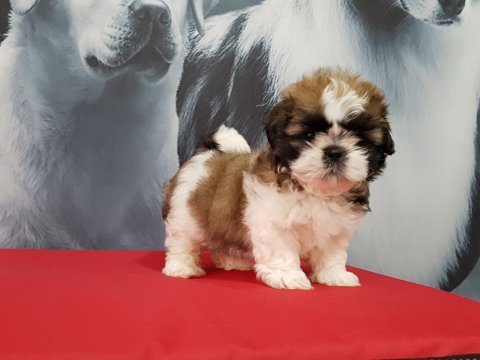 Shih tzu bebekleri yeni ailesine gitmeye hazır
