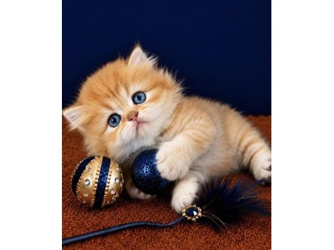 British shorthair ve longhair golden yavrular