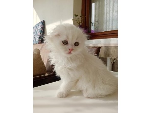 British longhair 1.5 aylık