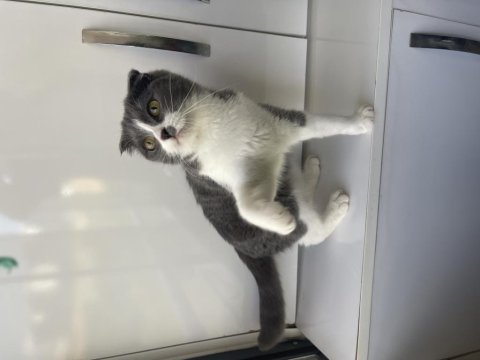 Scottish fold dişi