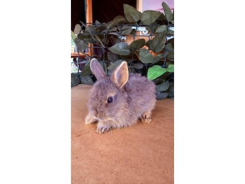Hollanda lop ve cüce tavşanları