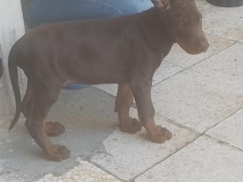 Anne baba a scr doberman