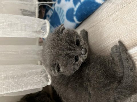 Son 2 yavru british shorthair uyguna verilecektir
