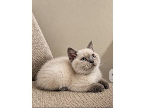 Safkan british shorthair yavru