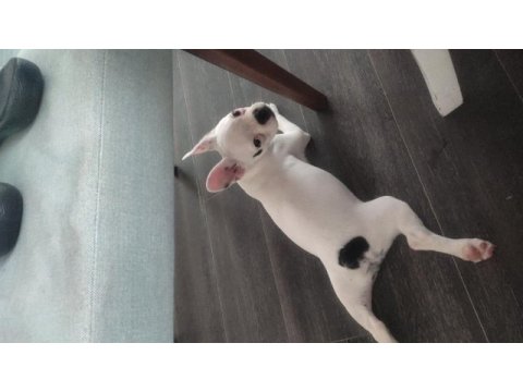Köpeğimiz şiva yuva arıyor
