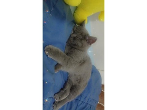 Akıllı ve uygun british shorthair