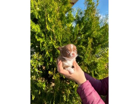 Şivava köpeklerimiz