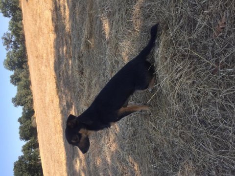 Fini ev köpeği hayvana alışkın koyuna gider