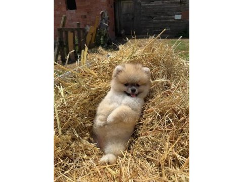 Gülen yüz orange pomeranian boo