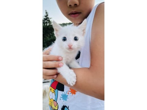 Van kedisi yavrusu babalık hakkı alınmıştır
