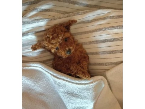 Tuvalet eğitimli toy poodle 
