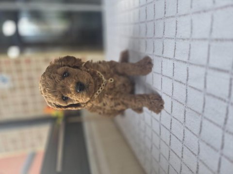 Toy poodle yavrular