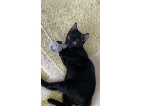 2.5 aylık mavi russian blue kırma sahiplendirme