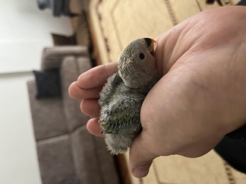 Yeni yeme düşecek sevda papağanı yavruları