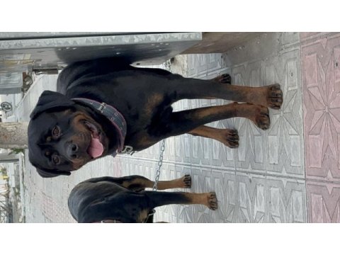 Yetişkin rottweiler