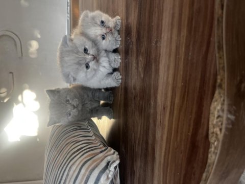 Biblo surat scottish fold bebişler
