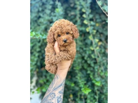 Wc eğitimli toy poodle uygun fiyatlı