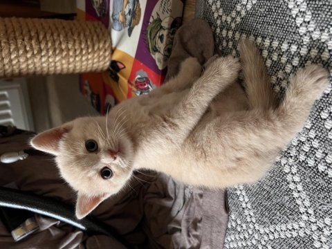 Tam bir barbie british shorthair